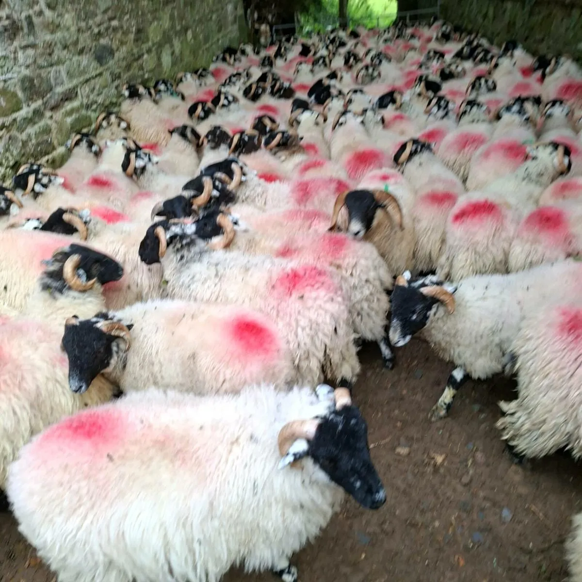 Sheep - Image 1