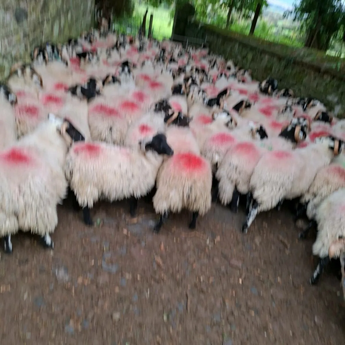 Sheep - Image 2
