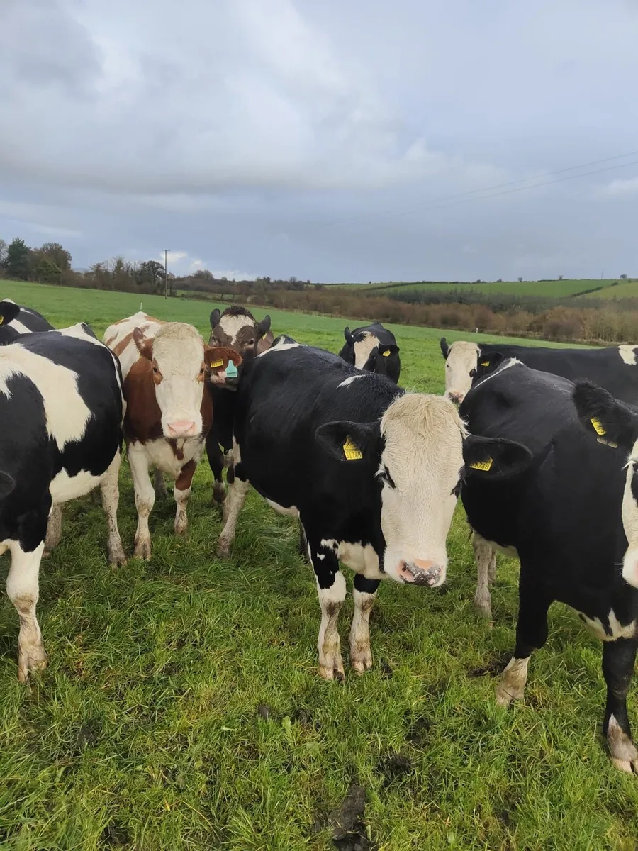 Flex in calf heifers - Image 1