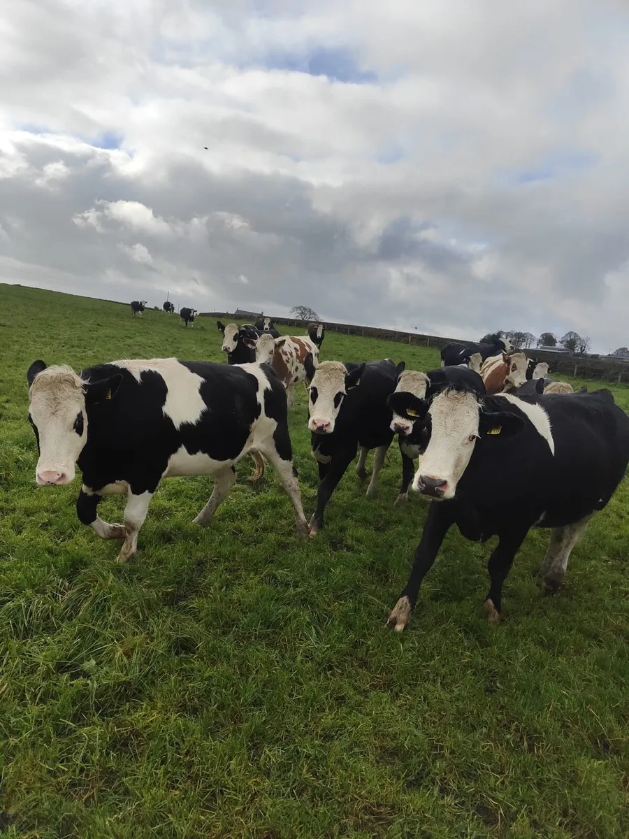 Flex in calf heifers - Image 2