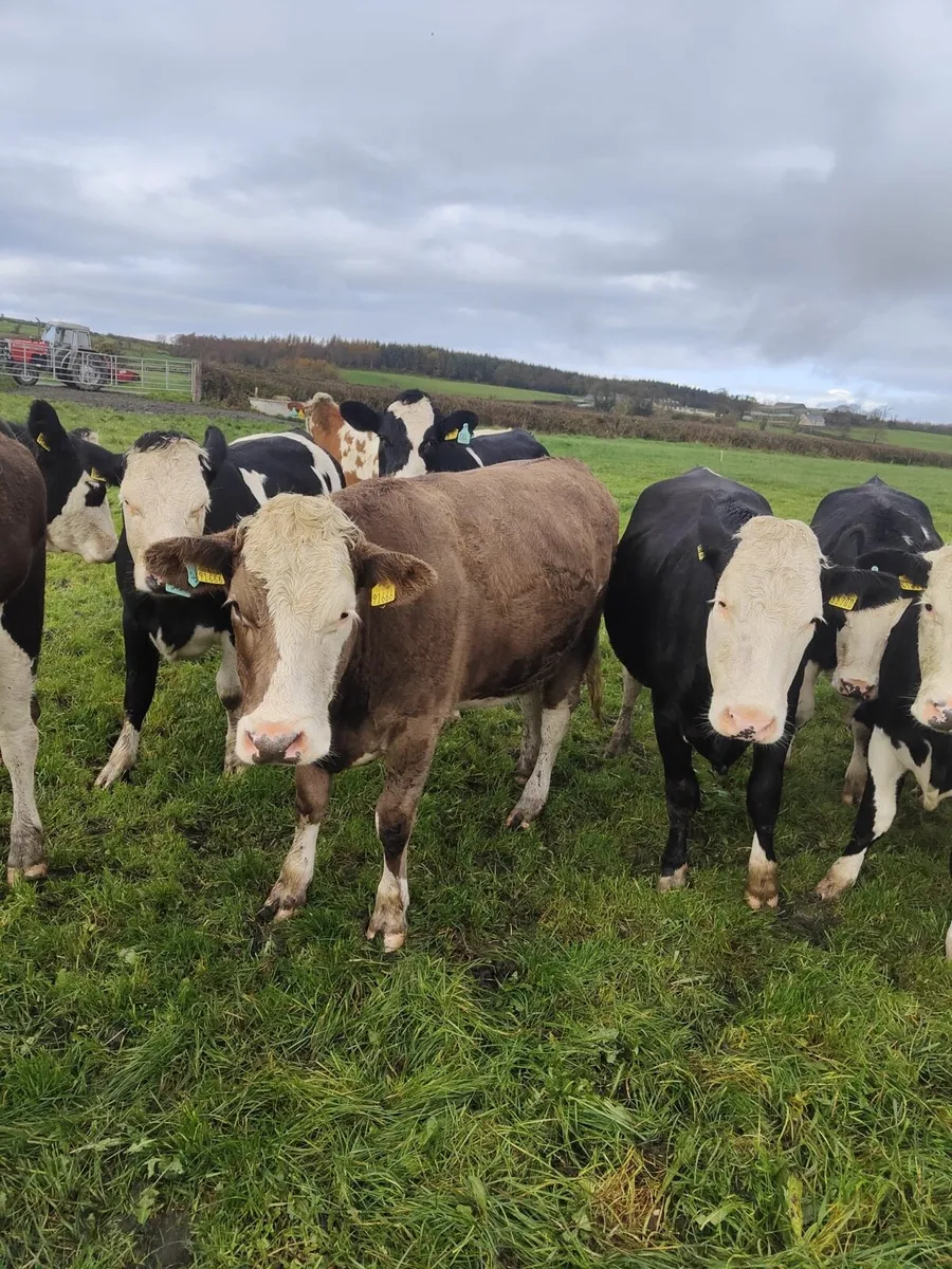 Flex in calf heifers - Image 3