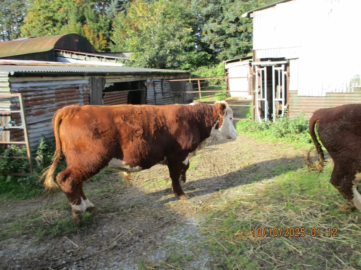 2 pbr hereford  bulls - Image 2