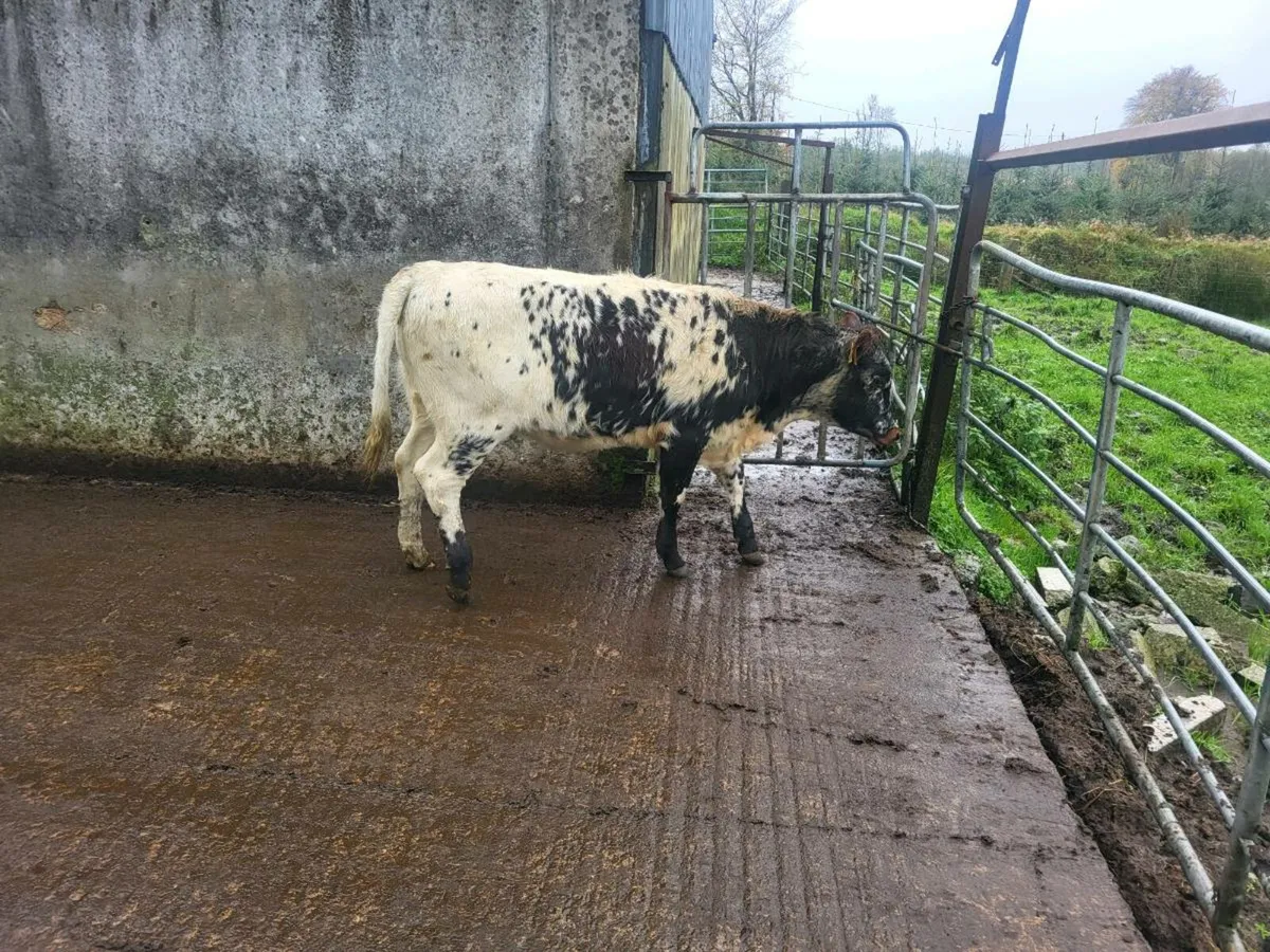 Breeding heifer - Image 1