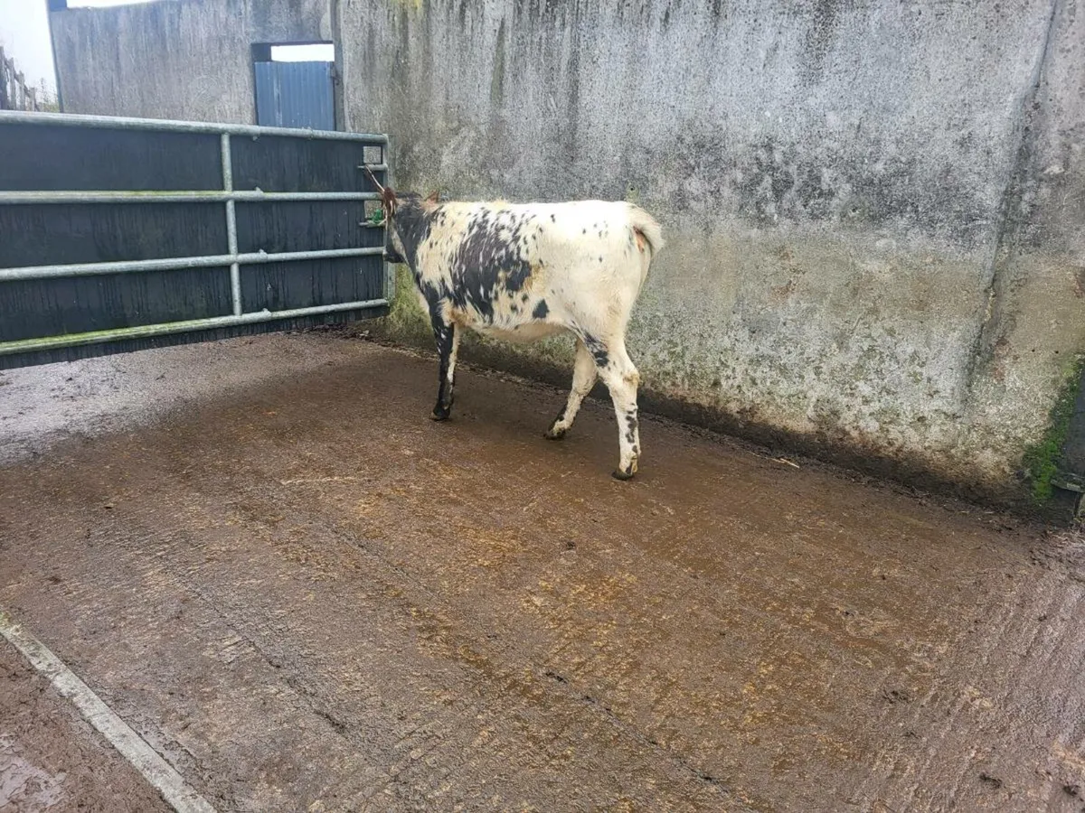 Breeding heifer - Image 2