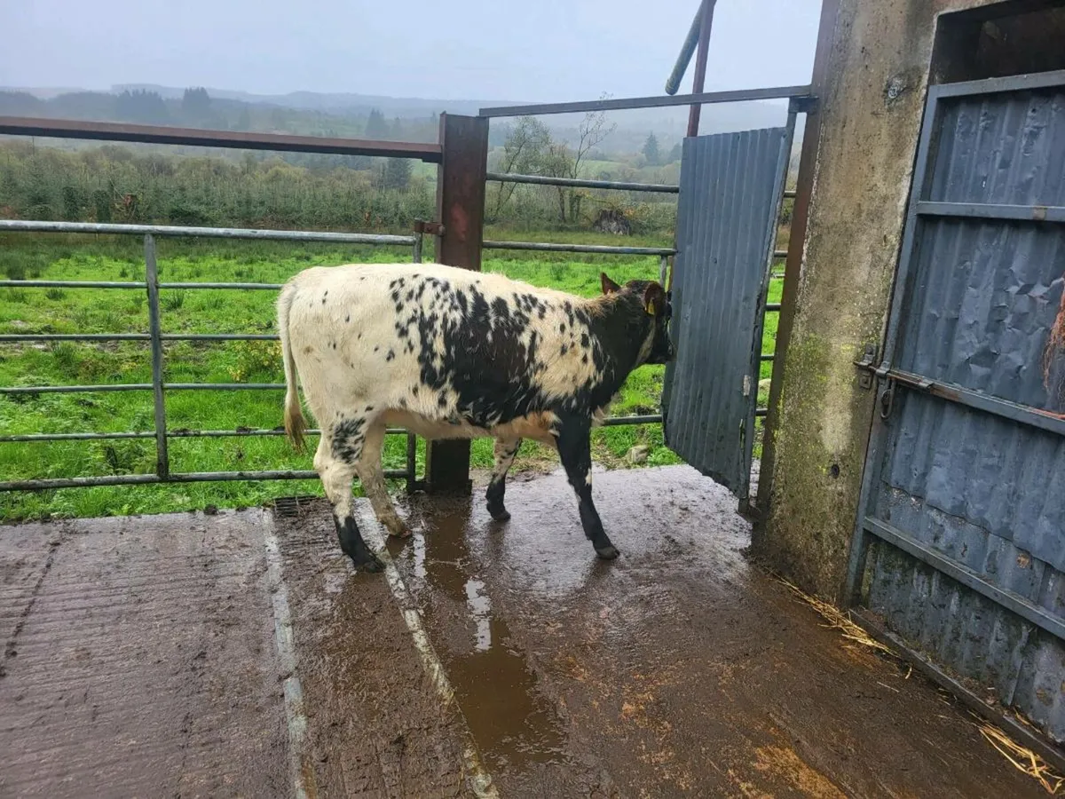 Breeding heifer - Image 3
