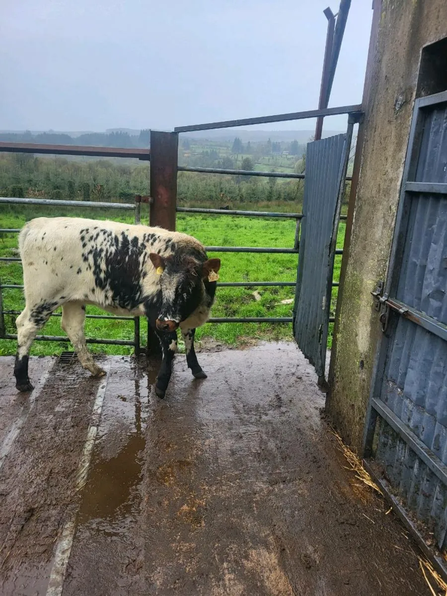 Breeding heifer - Image 4