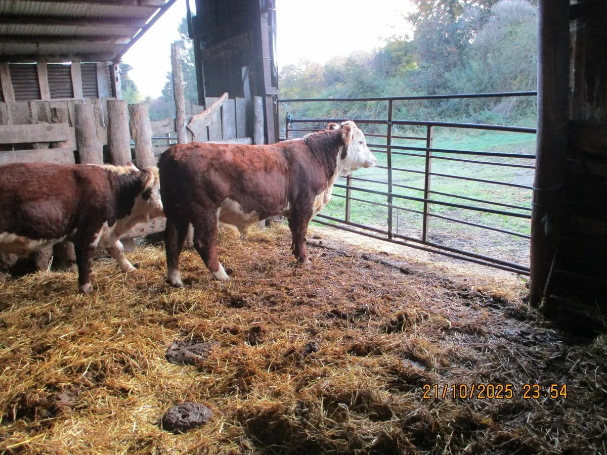 2 pbr hereford  bulls - Image 3