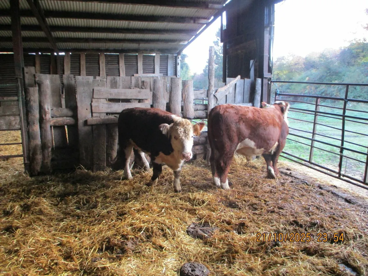 2 pbr hereford  bulls - Image 4