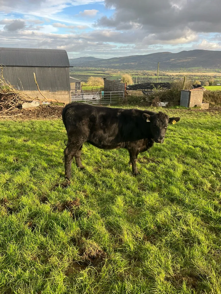 Angus in calf heifers - Image 1