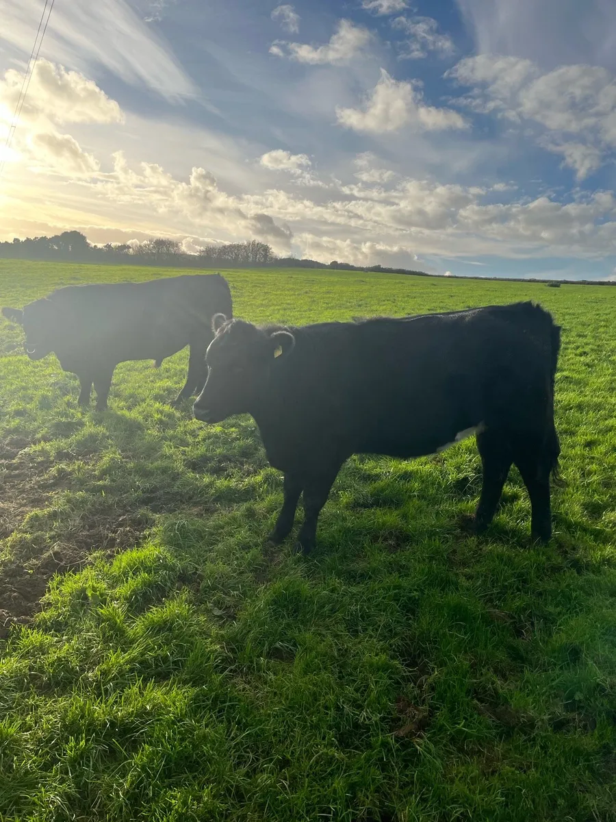 Angus in calf heifers - Image 2