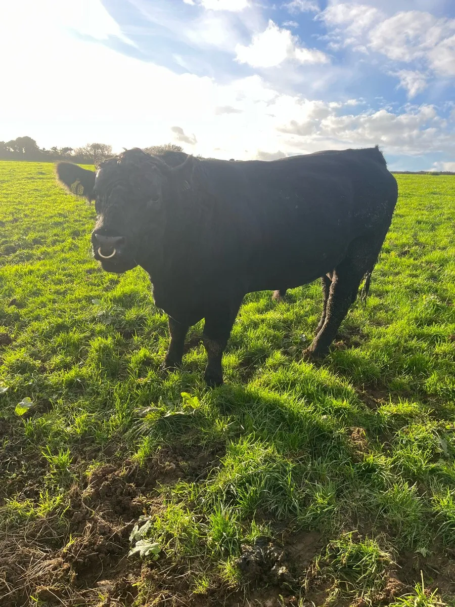 Angus in calf heifers - Image 3