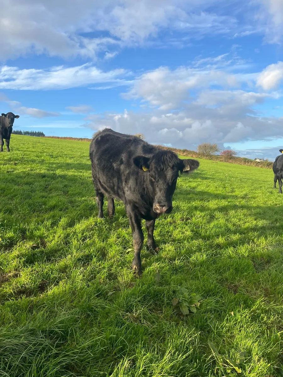 Angus in calf heifers - Image 4