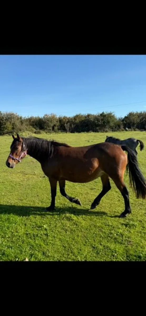 Class 1 Bay 5 year old Connemara Mare - Image 2