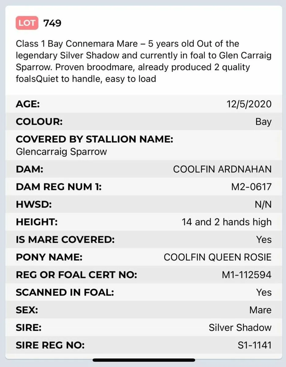 Class 1 Bay 5 year old Connemara Mare - Image 3