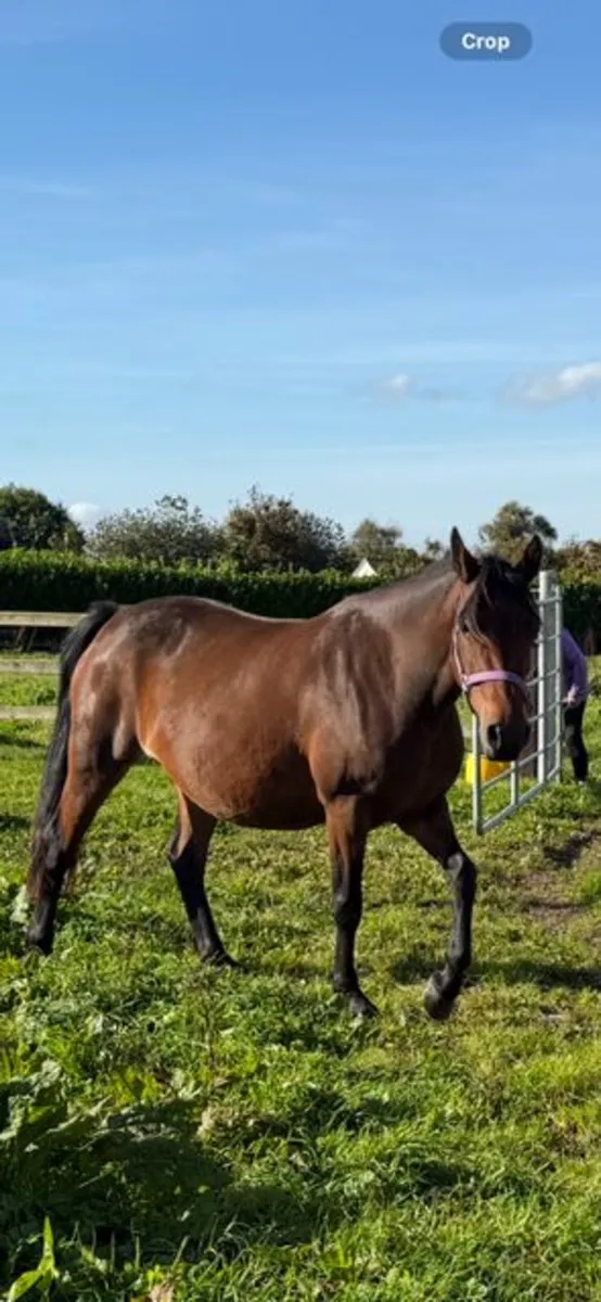 Class 1 Bay 5 year old Connemara Mare - Image 1