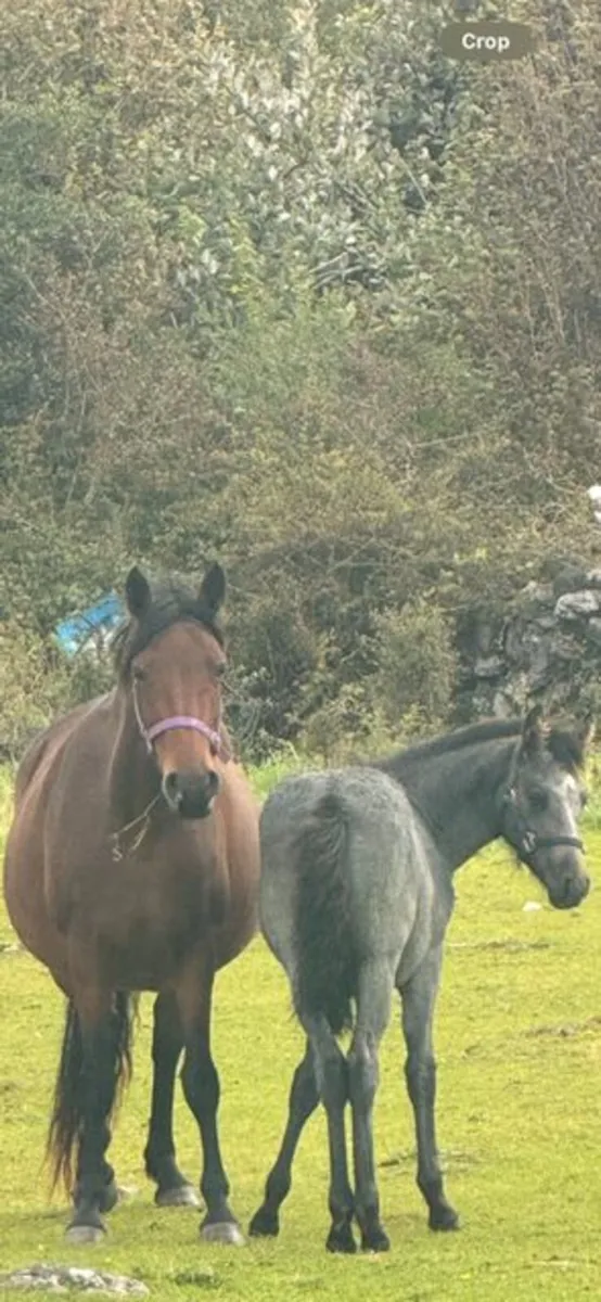 Class 1 Bay 5 year old Connemara Mare - Image 4