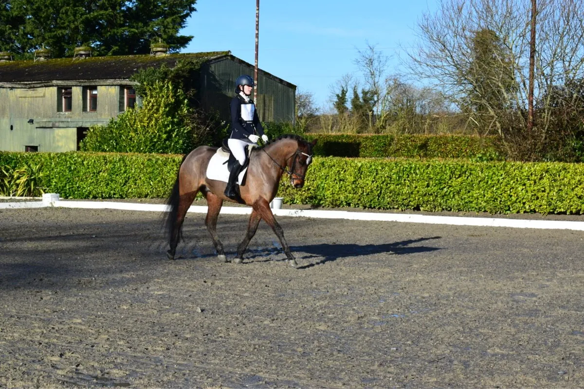 LOT 202 CLIFDEN SALES - Image 2