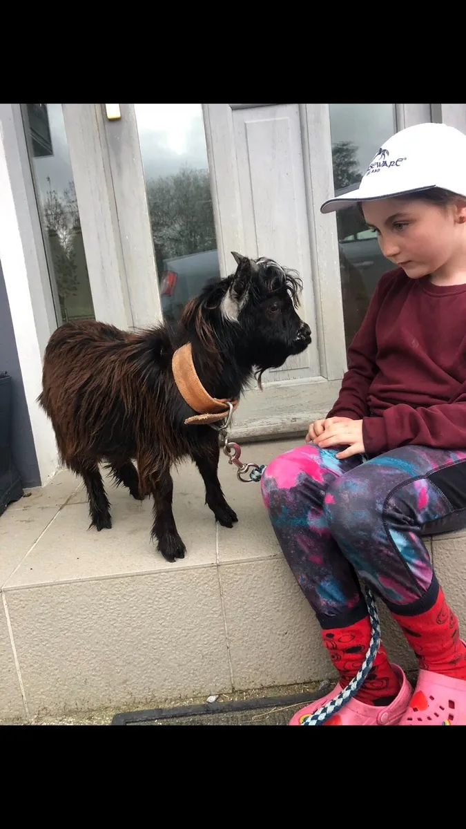 ROLO Tiny tiny 12” male Pygmy - Image 1