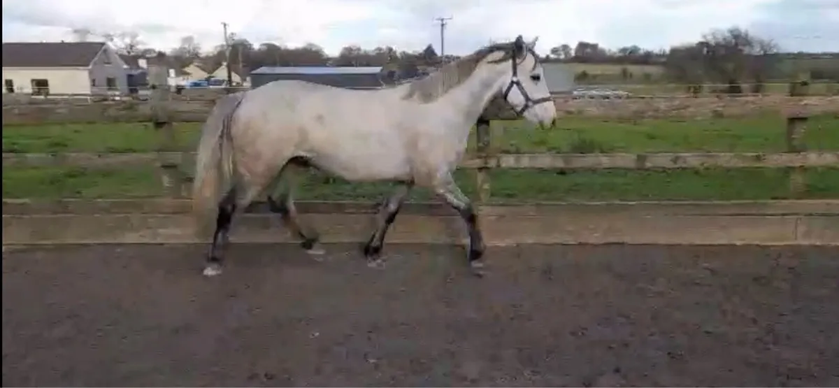 I Love You Melody Geldings - Image 2