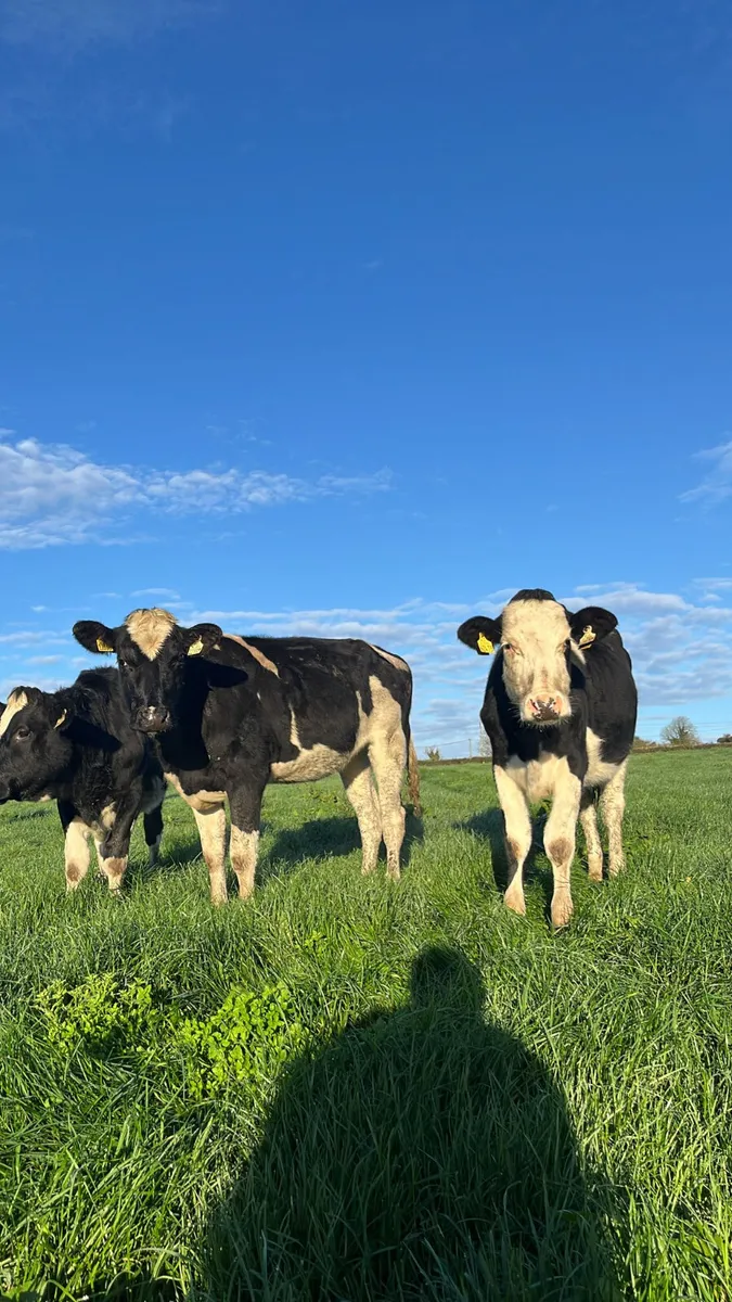 Friasian heifers - Image 1