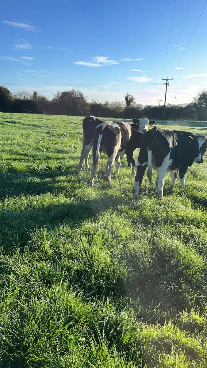 Friasian heifers - Image 4