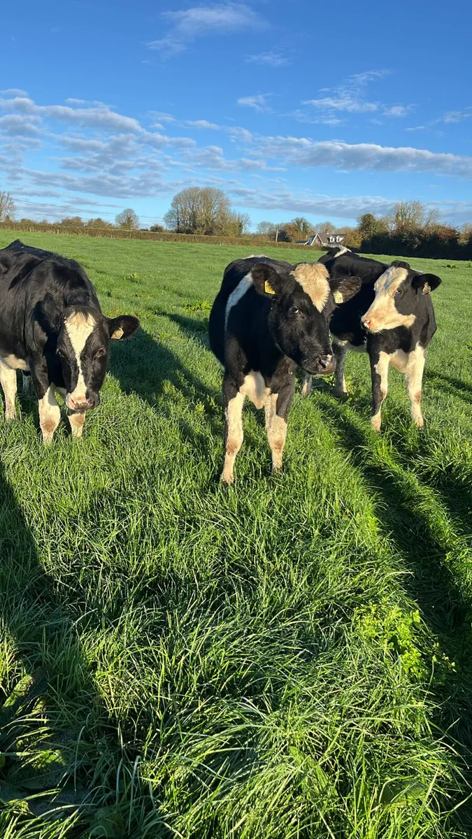 Friasian heifers - Image 2