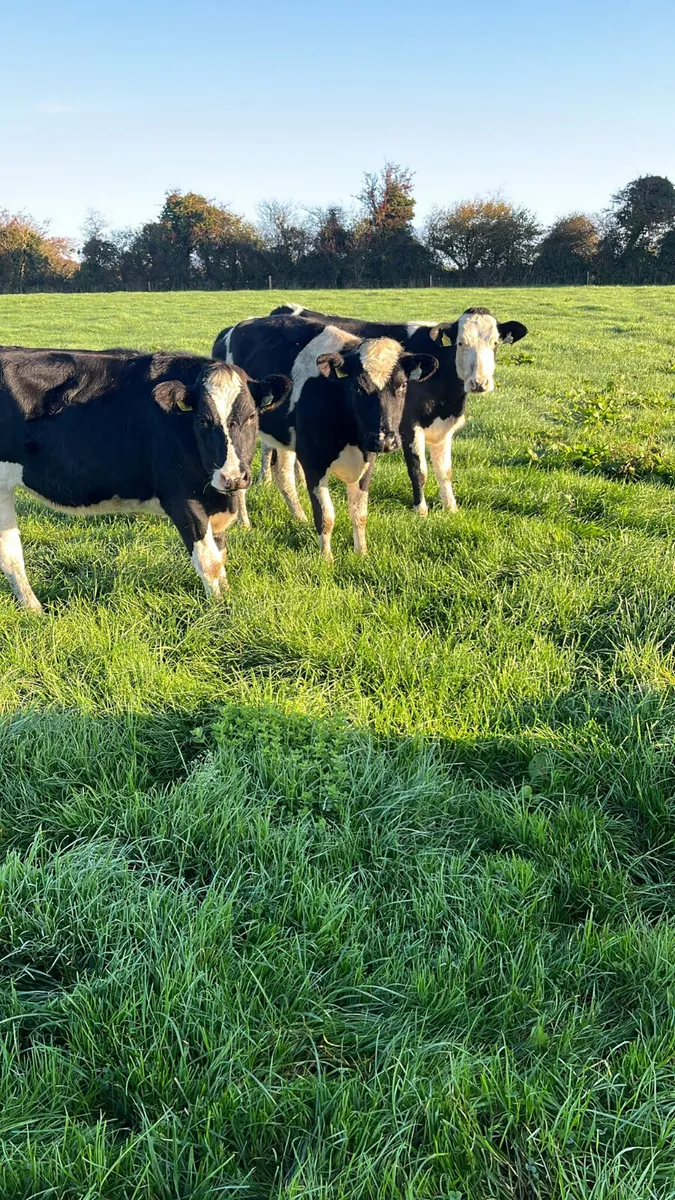 Friasian heifers - Image 3