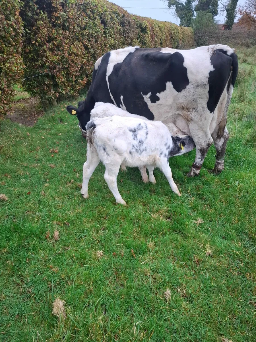 BB Bull Calf - Image 2
