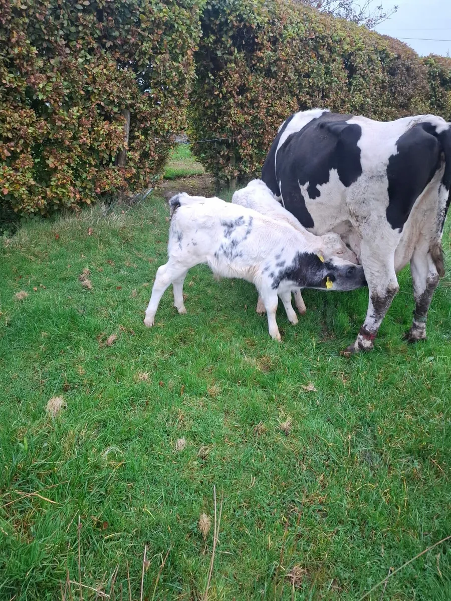 BB Bull Calf - Image 3