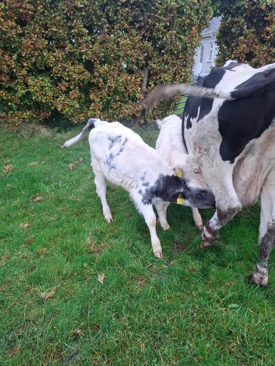 BB Bull Calf - Image 4