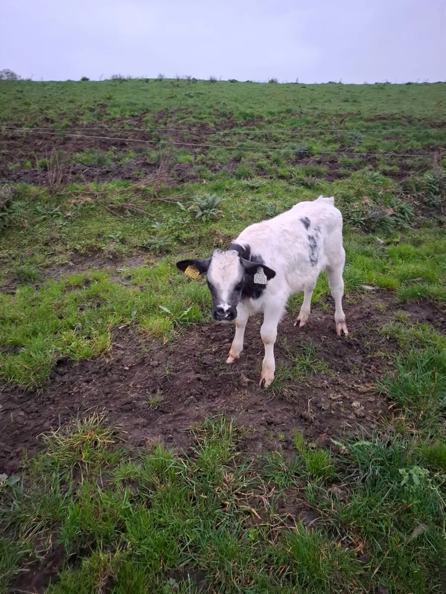 BB Bull Calf - Image 1