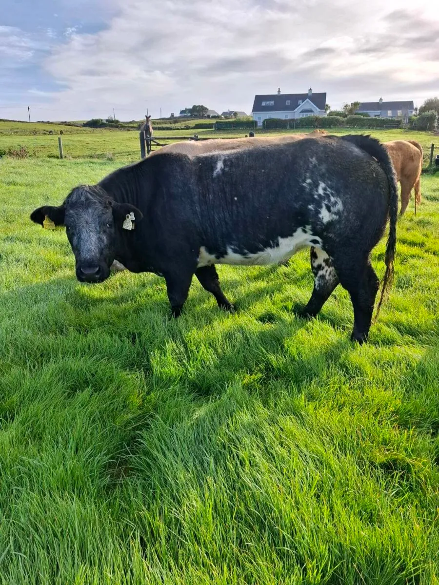 Belgium blue heifers - Image 2