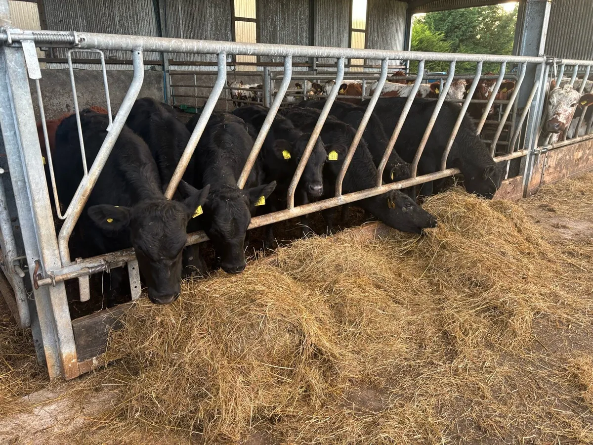 Aberdeen Angus Heifers - Image 1