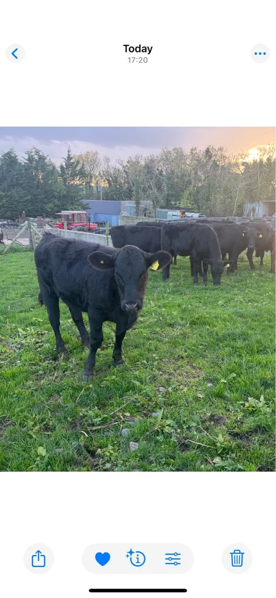 Aberdeen Angus Heifers - Image 2