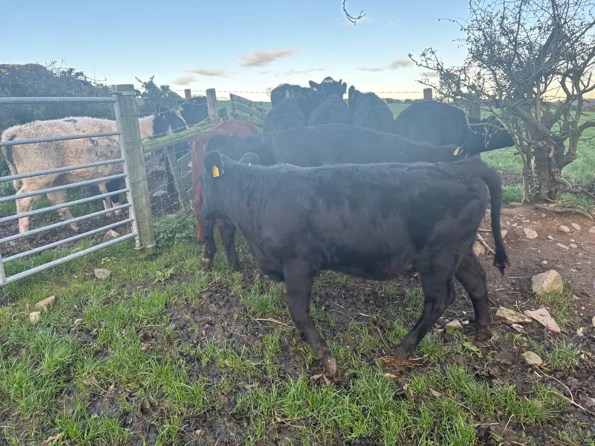 Aberdeen Angus Heifers - Image 3