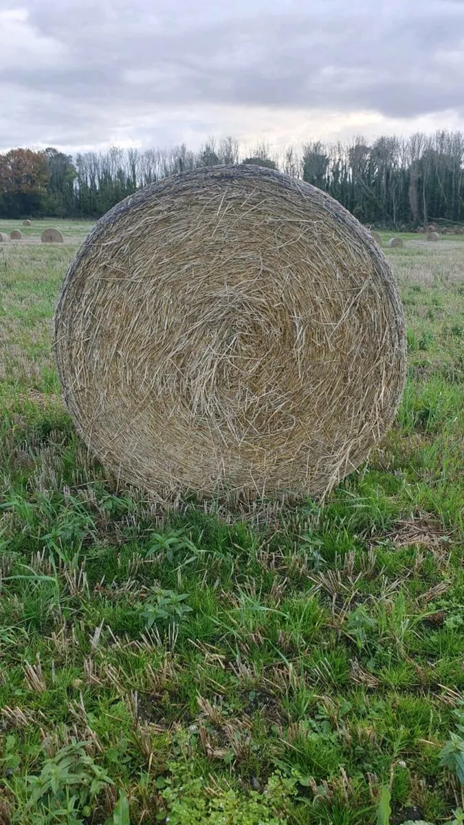 Barley Straw - Image 1