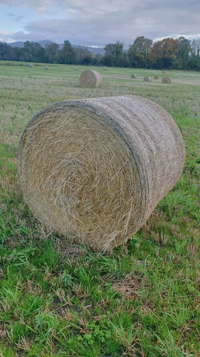 Barley Straw - Image 2