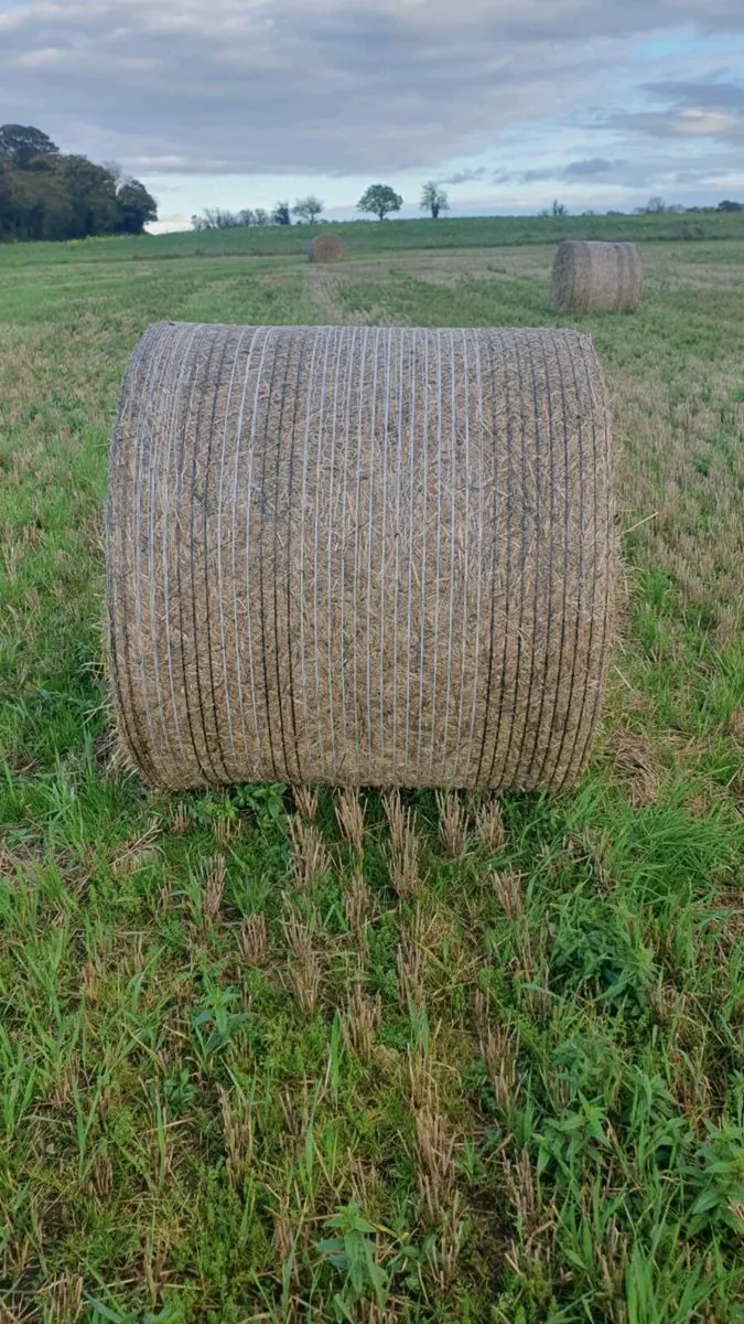 Barley Straw - Image 3
