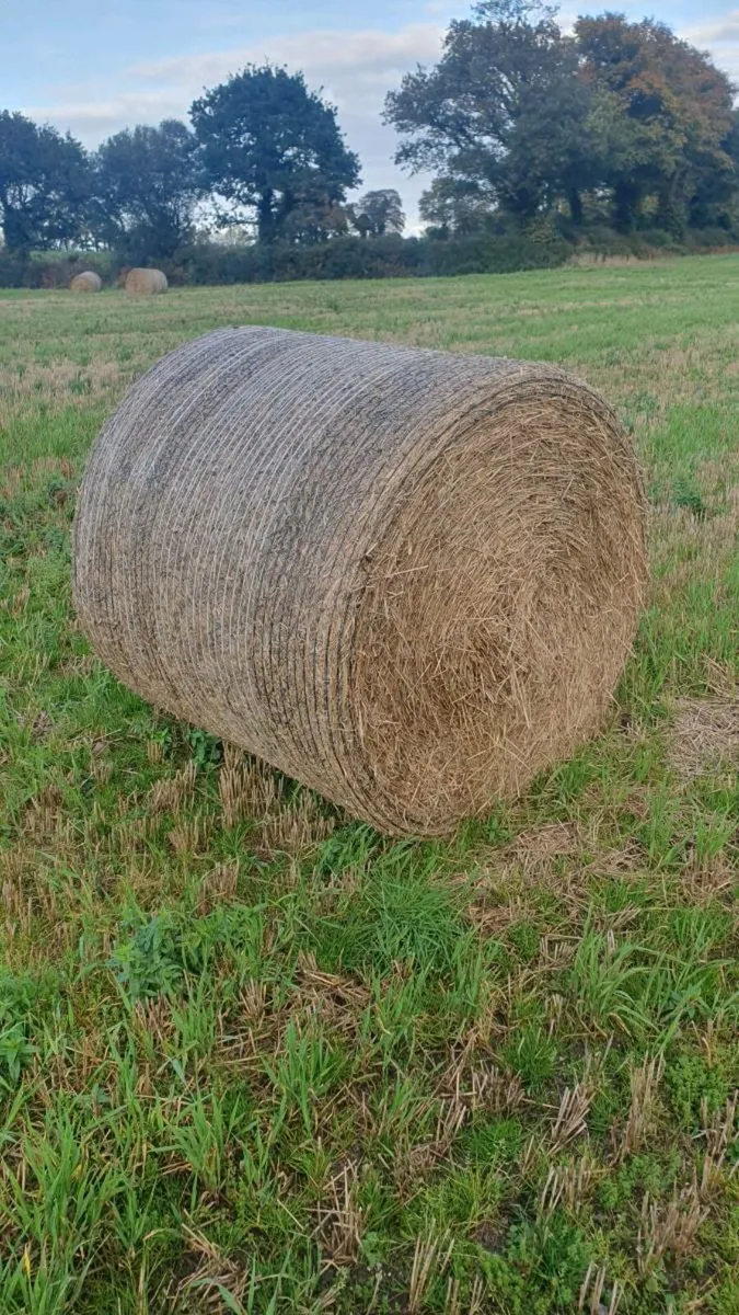 Barley Straw - Image 4