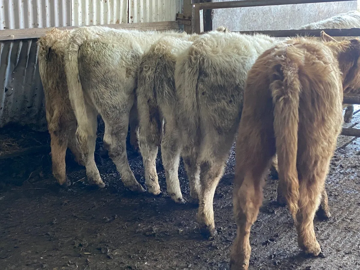 5 Super Charolais Heifer Weanlings - Image 1