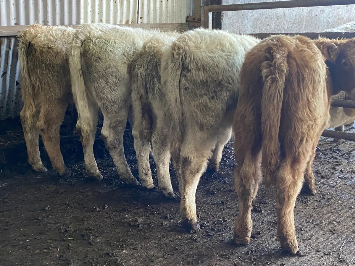 5 Super Charolais Heifer Weanlings - Image 2