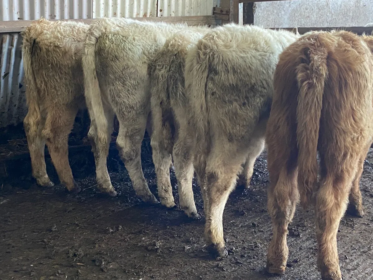5 Super Charolais Heifer Weanlings - Image 4