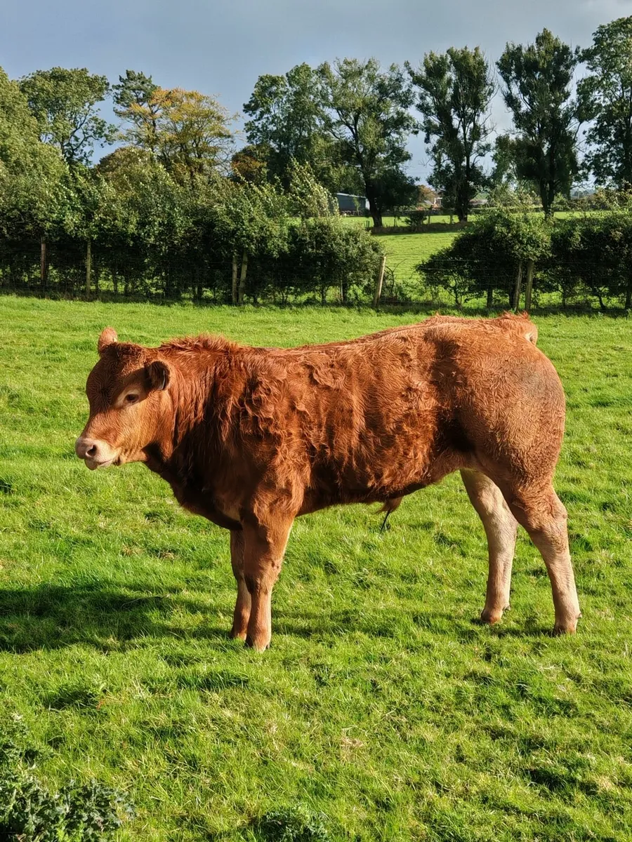 PBR limousin bull calf - Lot 36C - Image 3