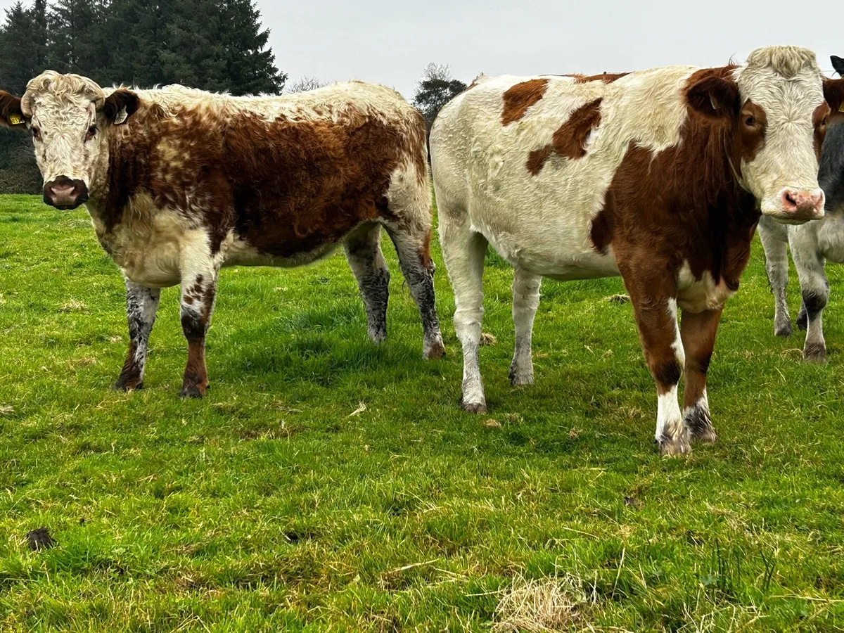 Two In-Calf Heifers - Image 1