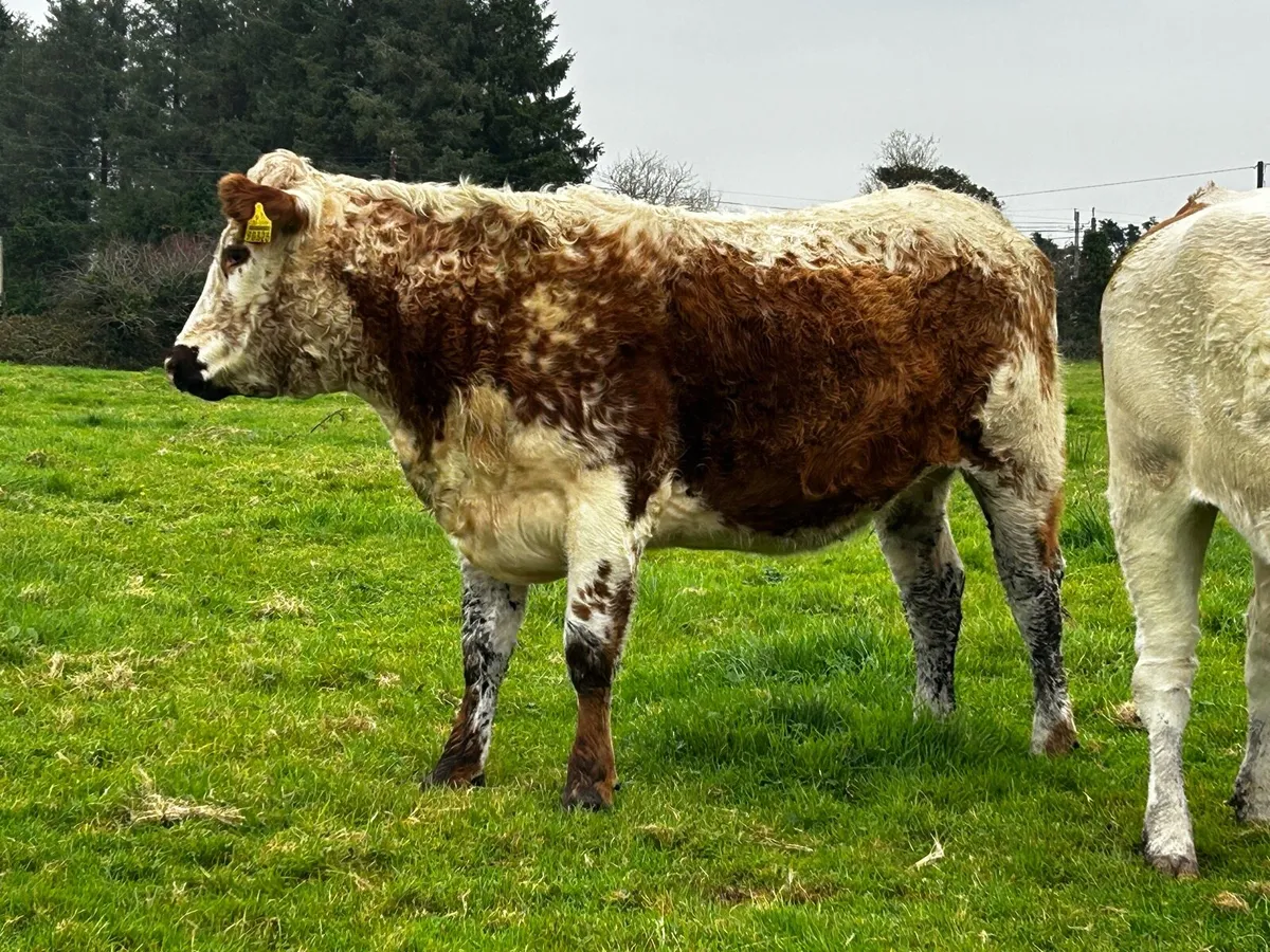 Two In-Calf Heifers - Image 2