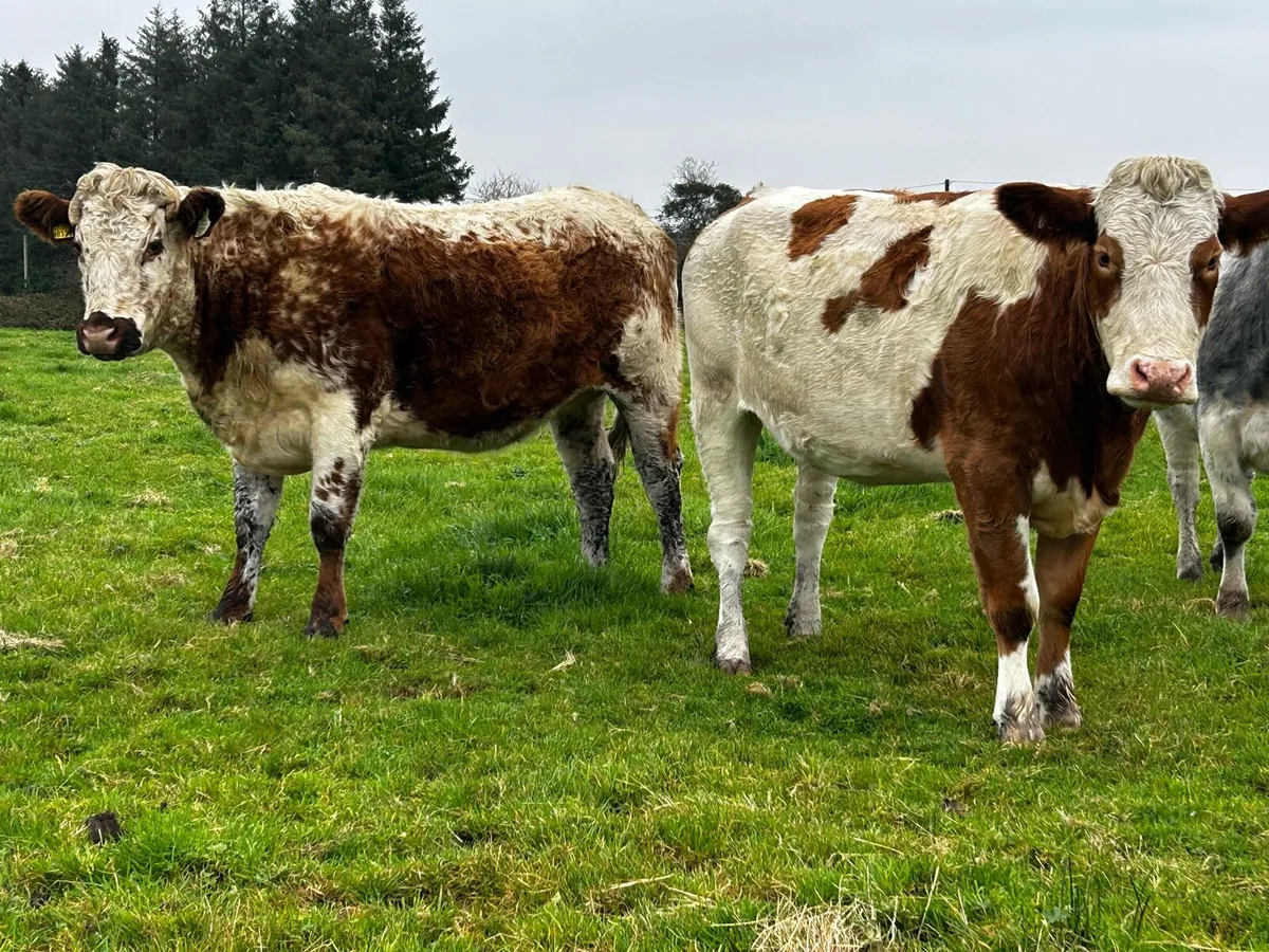 Two In-Calf Heifers - Image 3