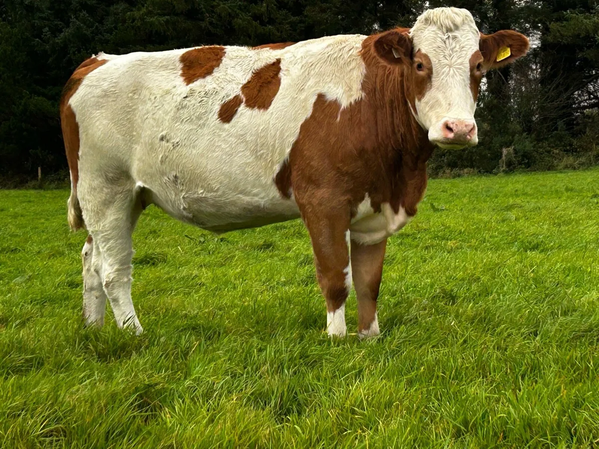 Two In-Calf Heifers - Image 4