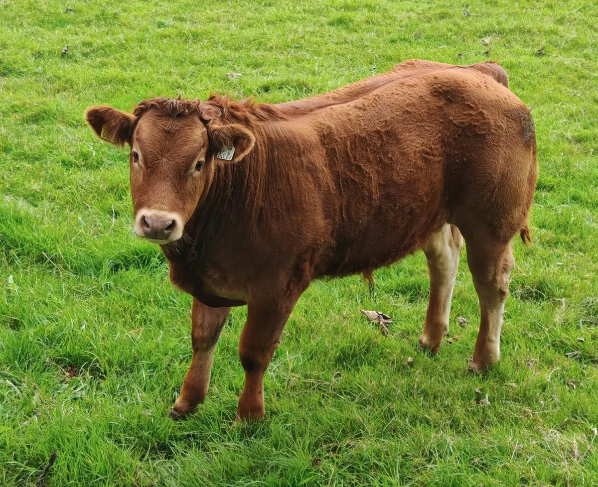 PBR limousin bull calf - Lot 36C - Image 1
