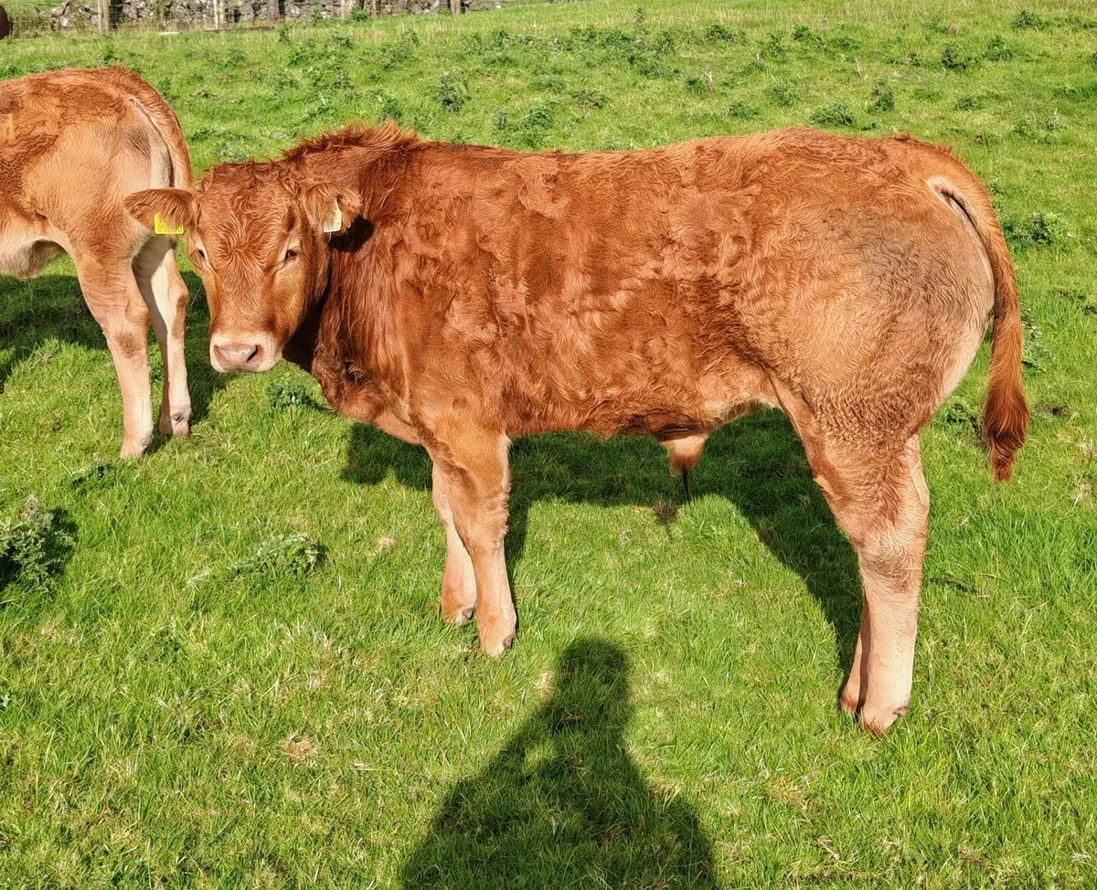 PBR limousin bull calf - Lot 36C - Image 2