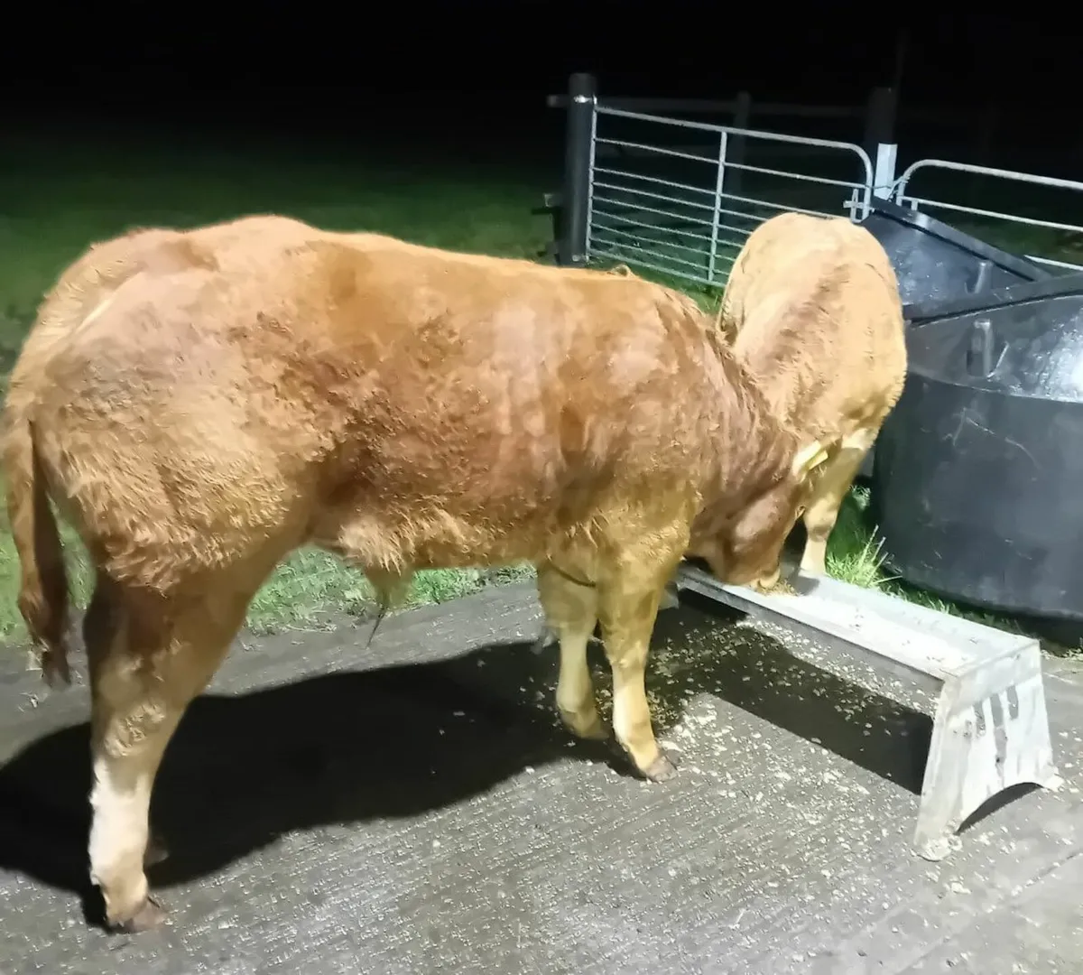 PBR limousin bull calf - Lot 36C - Image 4